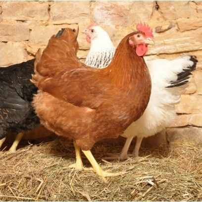 مرغ بومی گلپایگانی